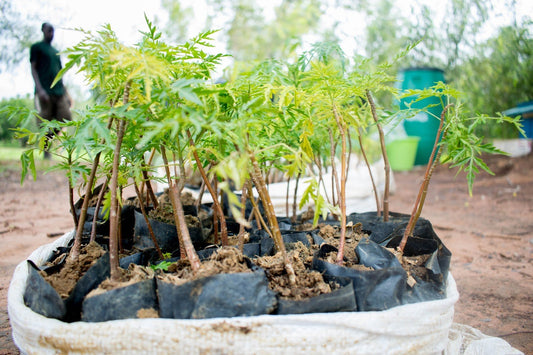 Rocketbook Partners with One Tree Planted to Help Save the Planet - Rocketbook Australia